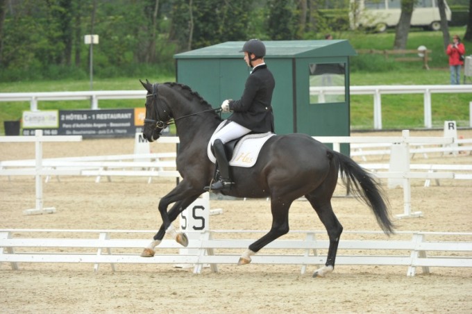 Horse Sport Consulting | *2007 gelding by Dancier x Royal Diamond